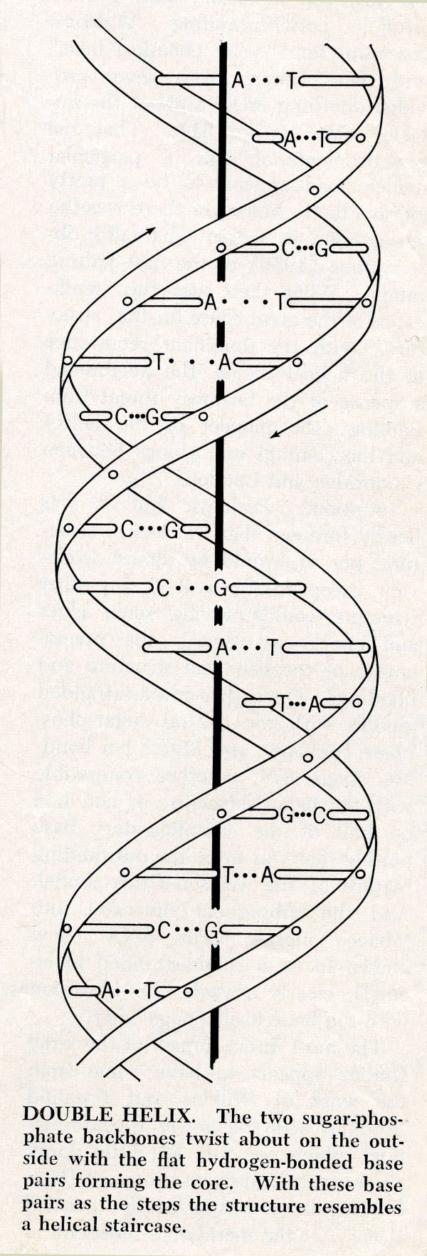 Crime Blog Watson And Crick Dna Discovery Crime Museum 4663